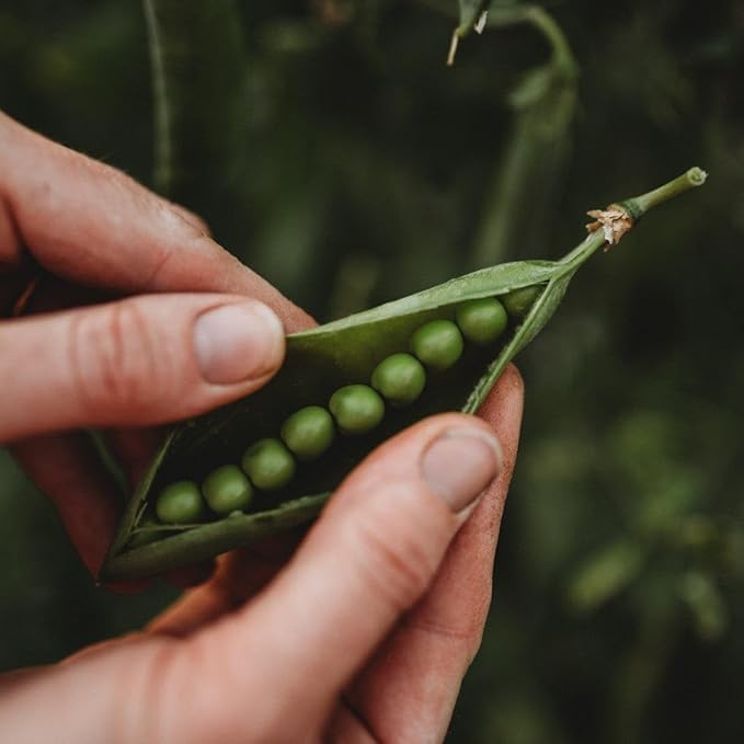 Champion of England Climbing Pea - 50 Seeds - Popular English Pea, Great for Trellises, Non-GMO Heirloom Shelling Pea Seeds for Planting in The Home Garden, Thresh Seed Company, Green