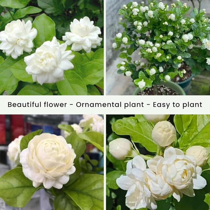 2 Assorted Jasmine Plants 4–8 Inch, Live Fragrant Jasmine Flowering Vine, Sweet Scented Blooms, Easy Care Indoor or Outdoor