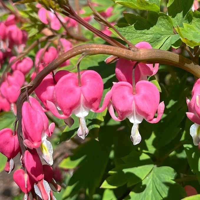 Bleeding Heart Seeds 150pcs (Dicentra Spectabilis) – Perennial Flower Seeds, Non-GMO, Easy Growing, Shade-Loving Ornamental Plant for Home & Garden