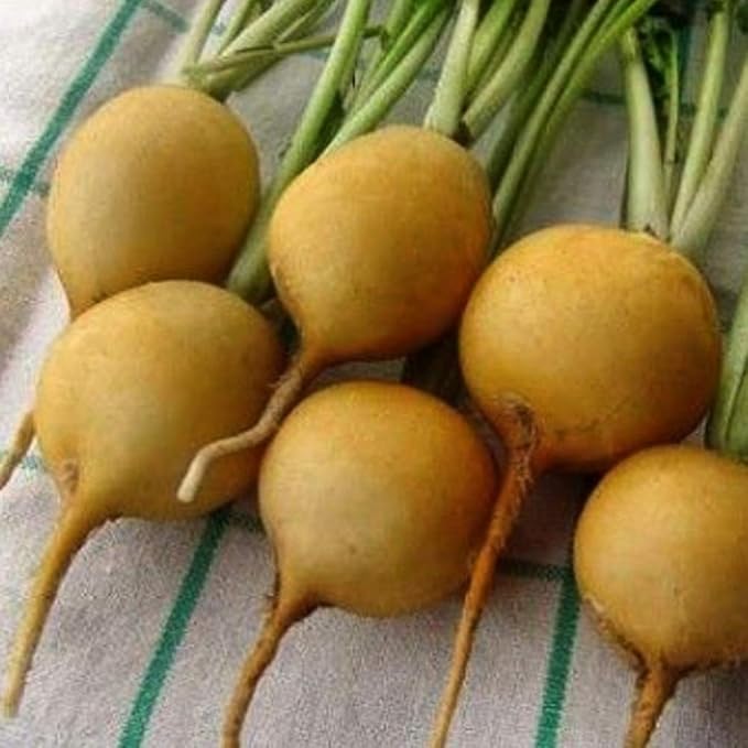 Seeds Vegetable Radish Yellow 23 Days Heirloom - 300 Seeds