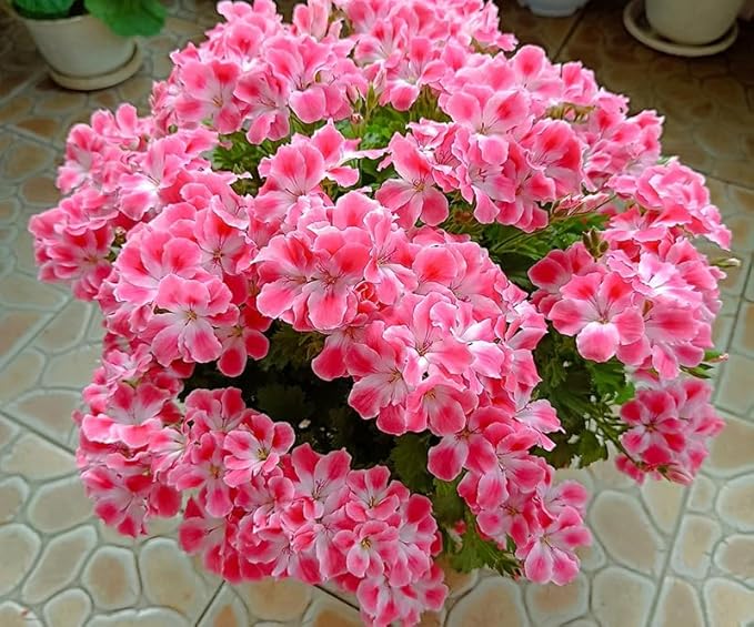 10+ Mixed Geranium Seeds Luster Mix Fragrant Flowers Garden Planting