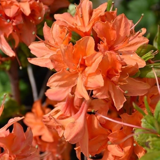 Mixed Azalea Seeds for Planting - 50+ Azalea Flower Seeds Bush Shrub Flowers Plant Seeds Perennial Flower Non-GMO Heirloom Seeds