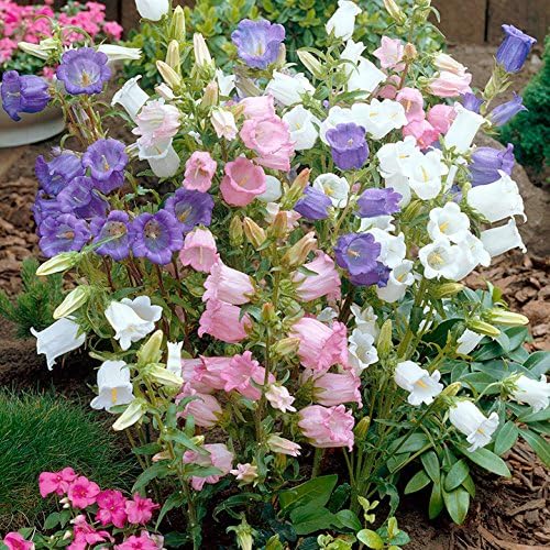 NIKA SEEDS - Seeds Flowers Canterbury Bells Double Mix (Cups and Saucers) Biennial - 500 Seeds