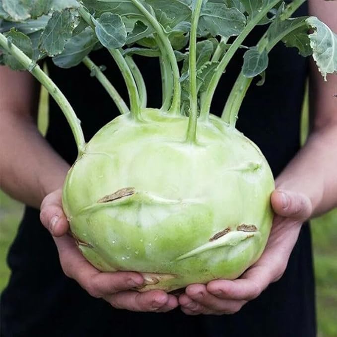 Seeds Kohlrabi Cabbage Giant Biennial Vegetable for Planting