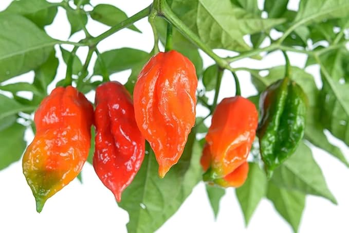 30+ Ghost Pepper Seeds Bhut Jolokia Extremely Hot Pepper Chili Genuine USA Non-GMO Garden Planting