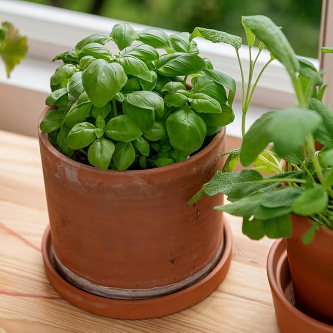 3 Sweet Basil Live Plants, Live Basil Herb Plant, Ready to Grow Indoor Outdoor 3-5 Inches, Well Rooted Herbs