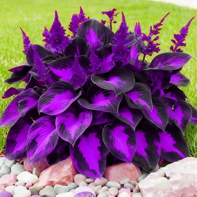 Hosta Shade Garden Seeds 210pcs– Decorative Foliage Plants – Ideal for Gifts, Landscaping & Natural Green Corners