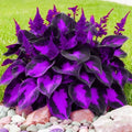 280+ Hosta Seeds for Planting - Hardy Perennial Ground Cover with Lush Fragrant Foliage, Thrives in Partial Shade Low Maintenance Long-Lasting Beauty for Garden Landscaping, Borders & Outdoor Decor