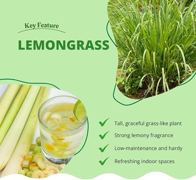 Lemongrass Live Plants, Lemongrass Plants Live, Lemon Grass Live Plant, Well Rooted Lemongrass Herb Seedling for Outdoor Growing, 4 to 6 Inches Tall (Set 5)