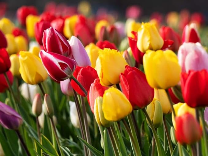 Tulipa Fringed Mixture Tulip Bulbs Size 11/12 for Planting - Plant in Fall, Winter or Early Spring (All Season Barn Mixture, 15, Count)