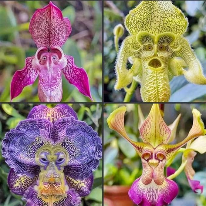 210+ Perennial Monkey Orchid Flower Seeds for Planting-Non-GMO Heirloom Plant Seeds Garden Outdoor