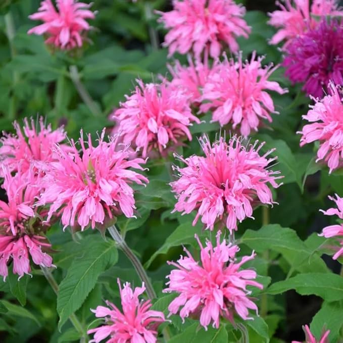 Bee Balm Seeds for Planting, 500pcs Ornamental Bee Balm Perennial Flower Seeds Non-GMO Heirloom Rare Cut Flower Plants, Open Pollinated Beauty Home Garden for Outdoors