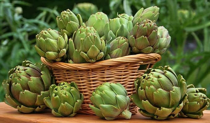 SeedsUP - 20+ Seeds Globe Artichoke Imerial Star - Vegetable Green