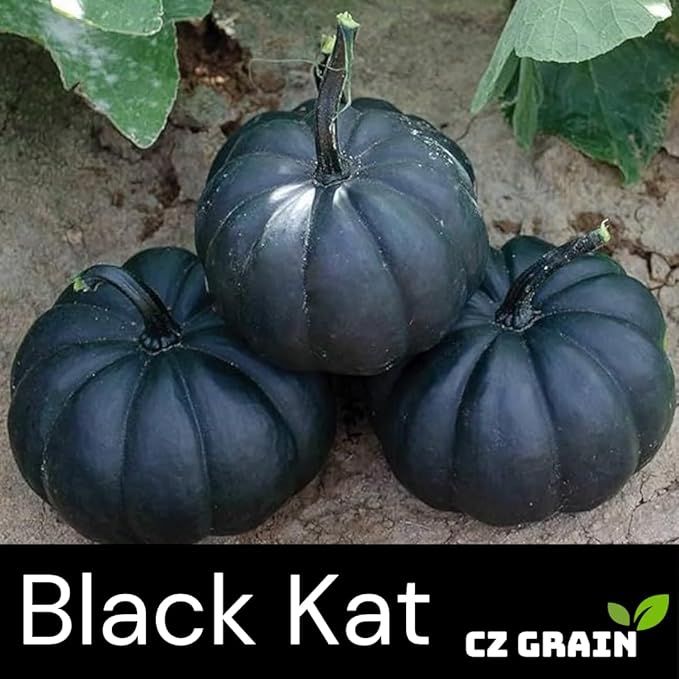 Pumpkin Seeds for Planting (10 Seeds) - Exotic Black Kat Pumpkin – Deep Black, Smooth-Skinned Pumpkins – Rare Decorative Variety for Fall Gardens, Halloween Displays & Autumn Décor