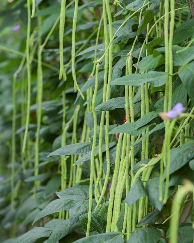 Long Beans Seeds for Planting, 30 Grams, Approx. 120 Asian Vegetable Seeds, Yardlong Chinese Beans, A Crisp and Tender Alternative to String Beans