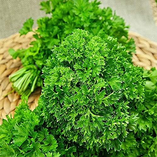 NIKA SEEDS - Seeds Herb Curly-Leaf Parsley Paramount Green - 2000 Seeds