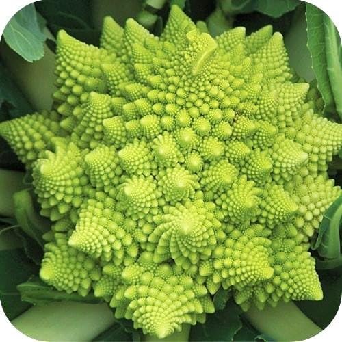 Cauliflower Romanesco Great Heirloom Vegetable 15 Seeds