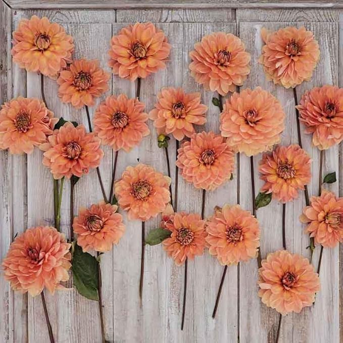 Eden Brothers Dahlia Bulbs (Waterlily) - Nicholas, Non-GMO Bulbs for Planting, 2 Bulbs | Low-Maintenance Flower Bulbs, Plant During Spring, Zones 8, 9, 10, 11