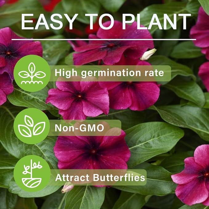 50+Periwinkle Vinca Seed for Planting Garden Flowers Ground Cover Plants