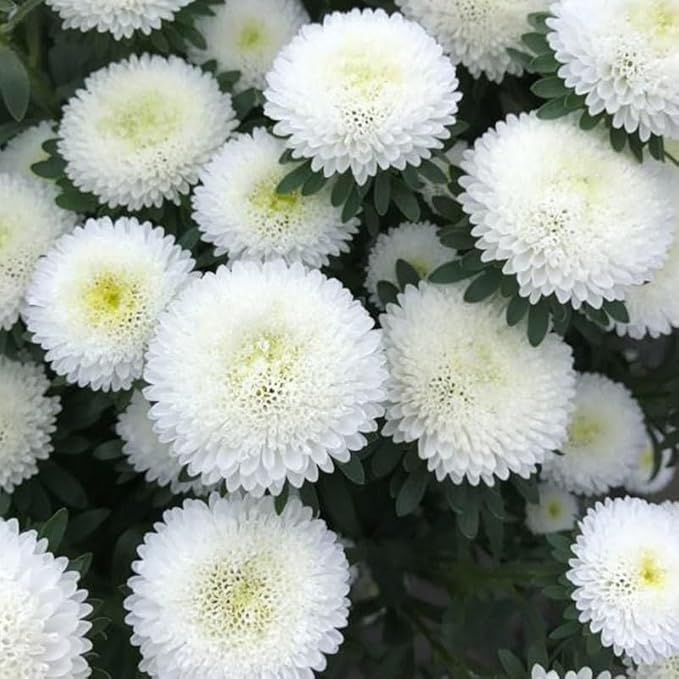 100+ Mix Chrysanthemum Seeds Showy Blooms Flowers Cut Flowers Planting Perennial Non-GMO Mum Flower