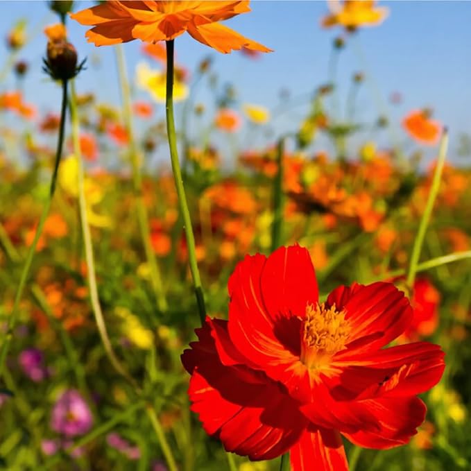 300+ Rare Dwarf Mix Cosmos Seeds for Planting-Cupcake Cosmos Seed-Non-GMO Heirloom for Home Outdoor Garden