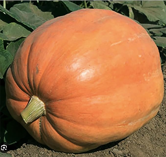 Mammoth Gold Pumpkin Seeds - Heirloom - 20+ Seeds