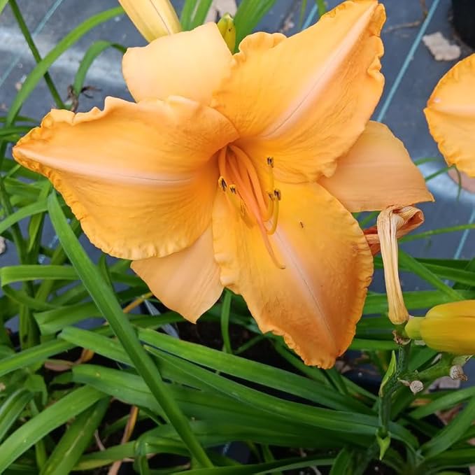 Set 10 Apricot Daylily Bulbs for Planting, Hardy Perennial Lily Roots for Colorful Summer Blooms