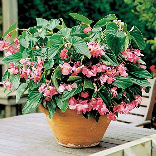 Park Seed Dragon Wing Pink Begonia Seeds, Includes 10 Seeds per Pack