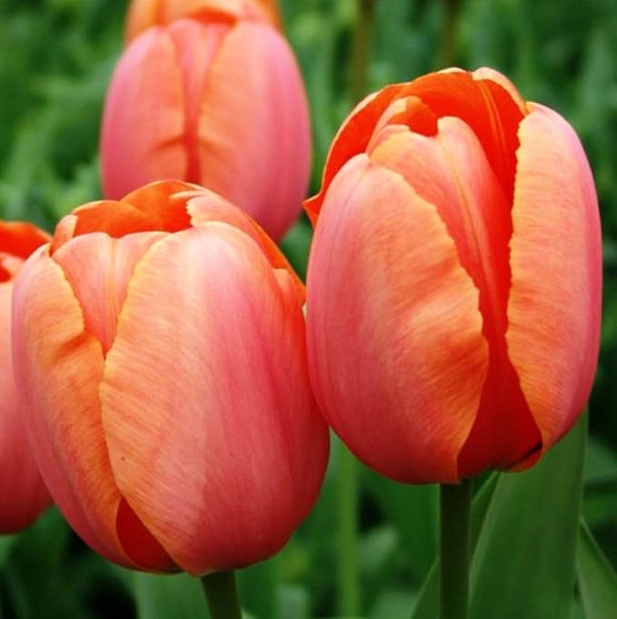Tulipa Fringed Mixture Tulip Bulbs Size 11/12 for Planting - Plant in Fall, Winter or Early Spring (Apricot Emperor, 15, Count)