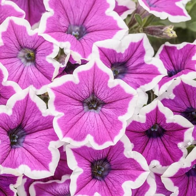 330+Mixed Petunia Hybrida Seeds for Planting-Perennial Hanging Petunia Flower Seed Plant for Home Garden Heirloom Non-GMO