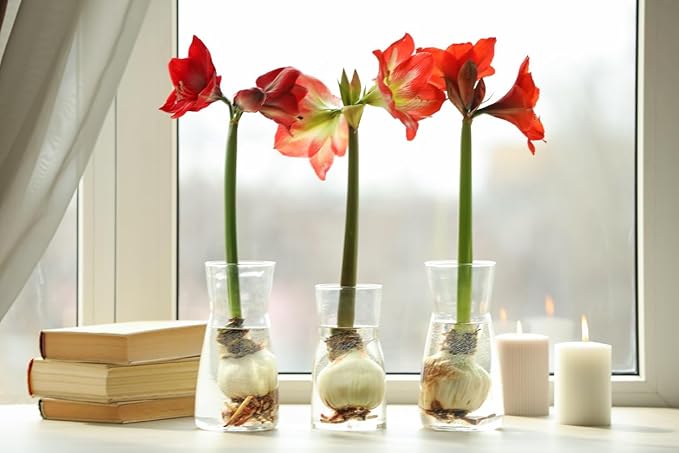 Cherry Blossom Amaryllis - Bare Root Bulb
