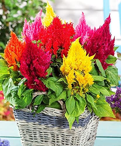 Celosia Plumosa Mix Plumed Cockscomb Celosia Argentea 200+ Seeds Garden Flower Seeds Multicolor