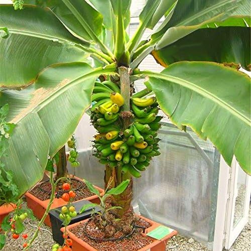 Seeds Ornamental Banana Tree - Tree for Planting - GMO Free