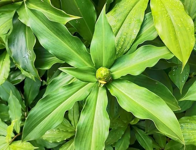 100pcs Insulin Plant Seeds, Green Medicinal Herb for Planting, Easy-to-Grow Outdoor & Home Garden Seeds, Natural Wellness, Ayurvedic Herb for Blood Sugar Control, Organic Herbal Plant Seeds