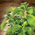 Park Seed Sugarleaf Organic Stevia Seeds, Pack of 50 Seeds
