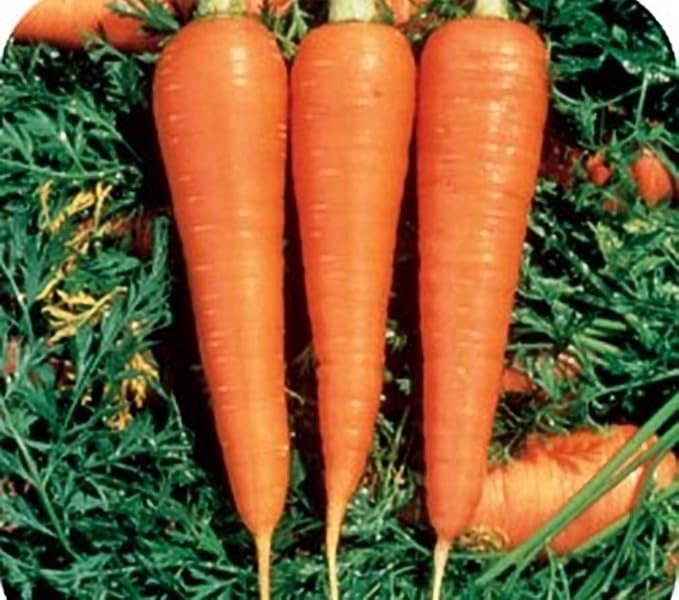 Carrot Danvers 126 Great Heirloom Vegetable by Seed Kingdom (1/4 Lb Seeds)