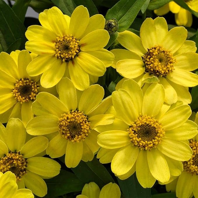 Park Seed Profusion Lemon Zinnia Seeds - Pack of 100 Seeds, Radiant Yellow 2-Inch Blooms, Heat and Mildew Resistant, Perfect for Containers and Mass Plantings, Attracts Butterflies