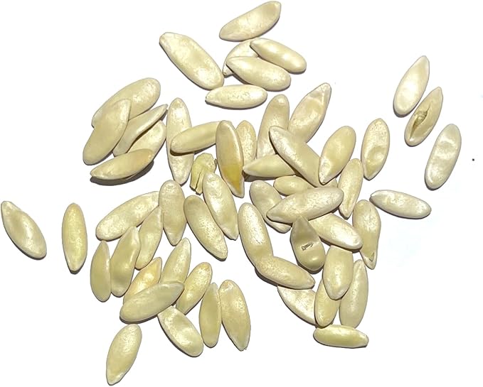 Seed Needs Cucumber Seeds for Planting Armenian Yard Long Cucumbers - Heirloom Non-GMO & Untreated - Snake Melon/Serpent Cucumber to Plant a Home Grown Outdoor Vegetable Garden (2 Packs)
