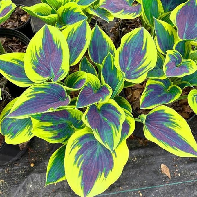 999pcs Premium Cold-Hardy Hosta Seeds, Non-GMO Perennial Shade Plants for Lawns, Borders, Low-Light Areas, USA Grown