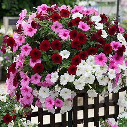KIRA SEEDS - Seeds Petunia Triumph Rainbow Mix - Annual Flowers for Planting - GMO Free