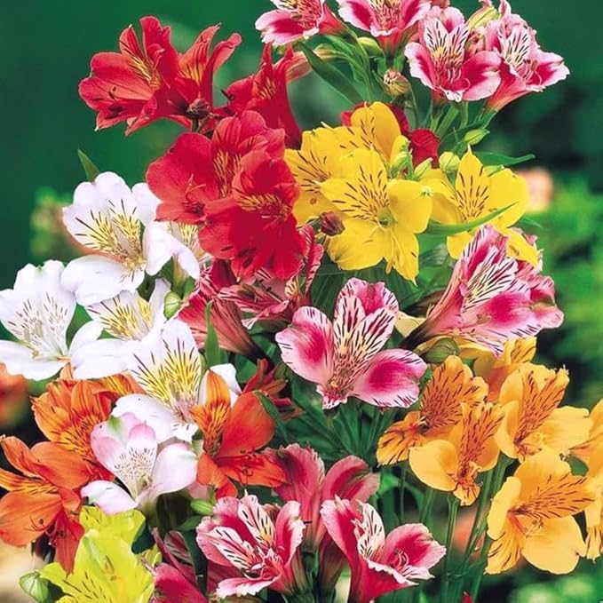 25+ Mixed Alstroemeria Seeds for Planting -Perennial Peruvian Llily Seed for Home Garden Garden