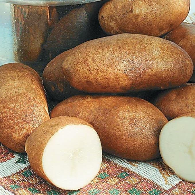 Russet Potato Seeds, 60 Seeds True Potato Seeds, Heirloom Vegetable Seeds for Growing