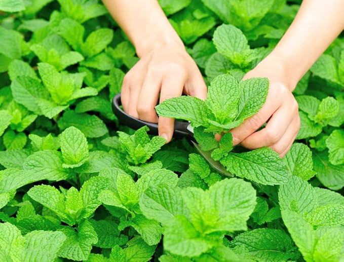 300+ Mint Seeds for Planting Mentha Non-GMO Herb Variety for Culinary