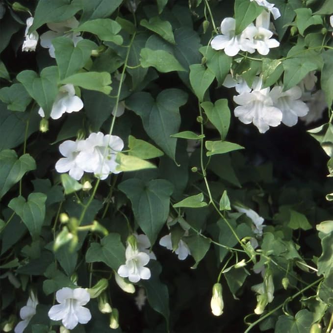 Outsidepride White Asarina Climbing Snapdragon Seeds - 200 Pcs Perennial Flower Seeds for Planting, Easy to Grow Climbing Vines w/Attractive Flowers for Containers, Trellises, & Ground Cover