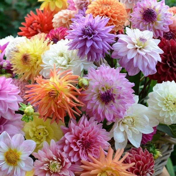 380+ Mixed Dahlia Seeds - Heirloom Non-GMO Flower Seeds, Vibrant Multi-Color Blooms, Cut & Come Again, Attracts Bees & Butterflies for Gardens