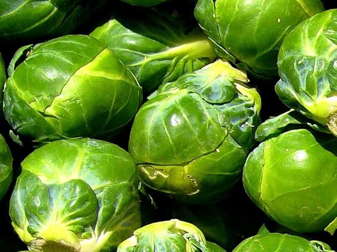 SeedsUP - 300+ Seeds Long Island Brussels Sprouts Cabbage - Vegetable Green