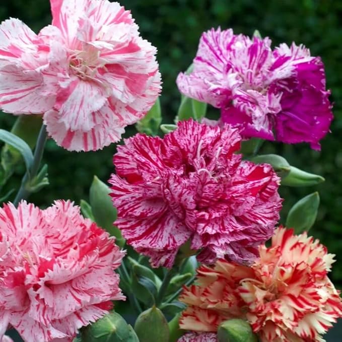 100+ Double Picotee Mix Carnation Seeds Dianthus Caryophyllus Flowers Non-GMO Cut Flower Fragrant Blooms