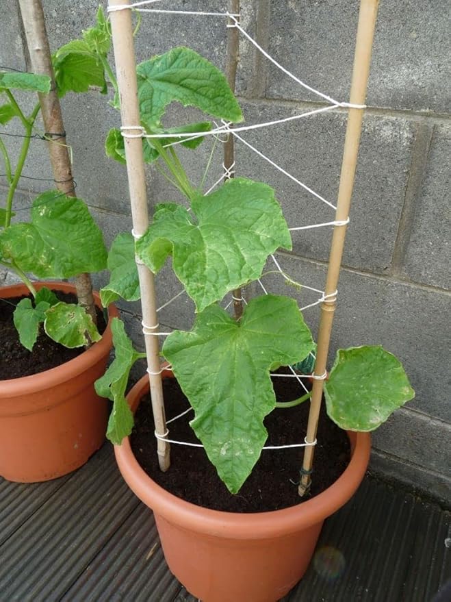 KIRA SEEDS - Seeds Indoor Cucumber F1 - Self-Pollinated - Heirloom Vegetable - GMO Free