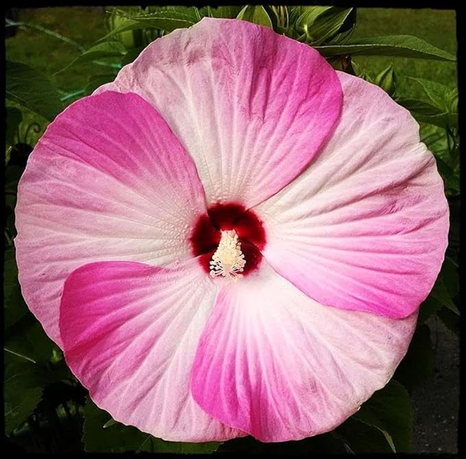 Hibiscus Mix 100+ Seeds Flowers Planting for Outdoor Indoor
