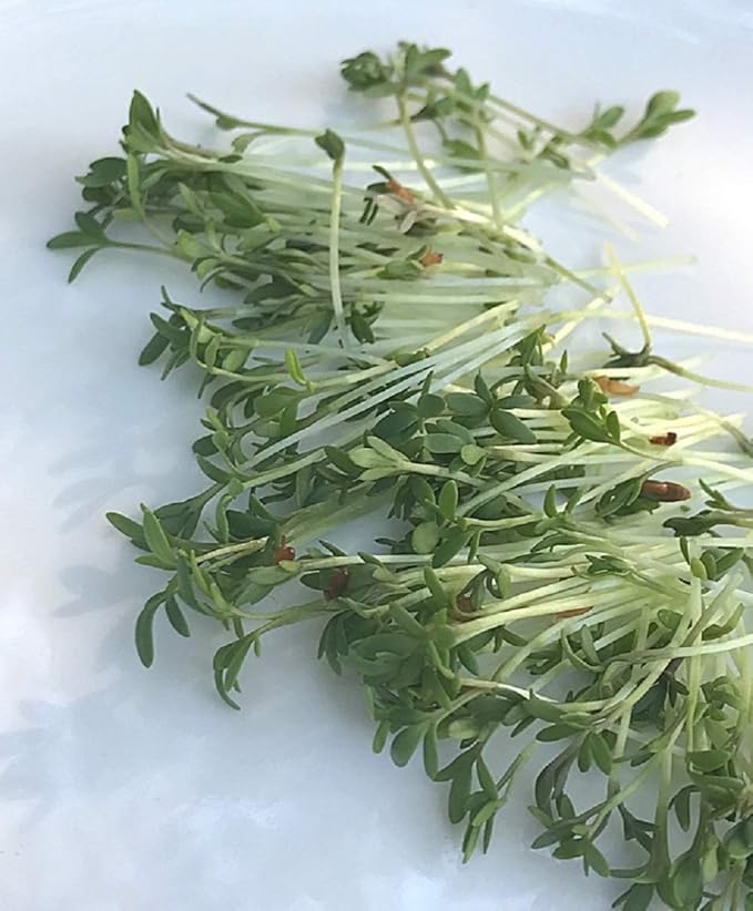 16 oz Cress Seeds for Sprouting Microgreens, A Rich Source of Vitamins and Minerals and Health-Promoting Nutrients! COOL BEANS N SPROUTS Brand, A Small Town Family Run USA Business